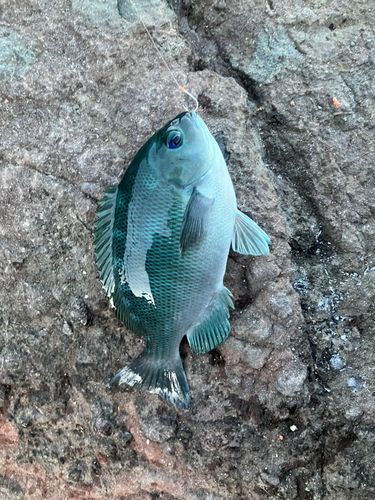 メジナの釣果