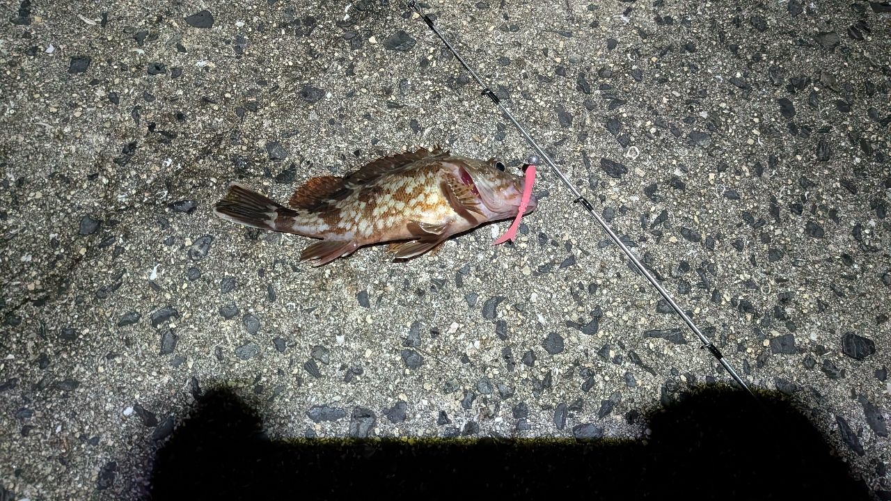 カサゴ・タケノコメバルの釣果写真