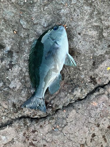 メジナの釣果