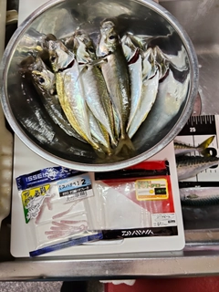 マアジの釣果