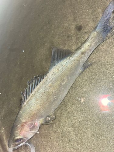 セイゴ（ヒラスズキ）の釣果