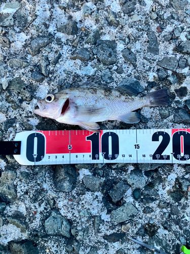 エゾメバルの釣果