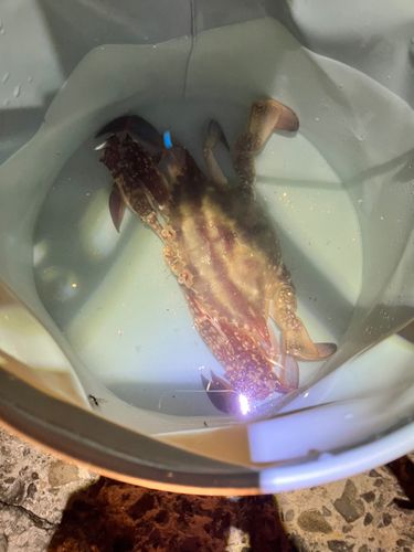 ワタリガニの釣果