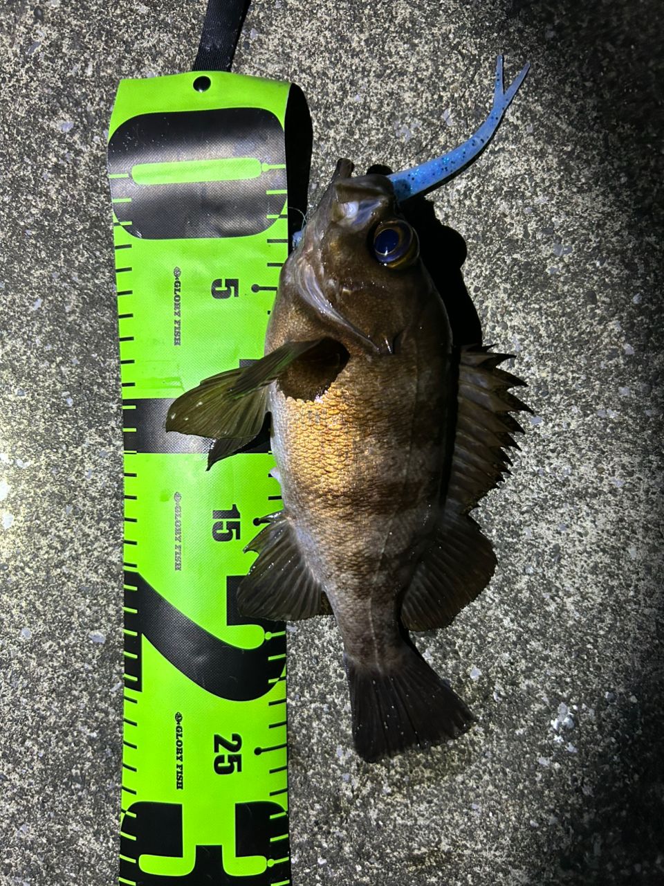 DAIWA 22HRF® (ハードロックフィッシュ) 79M・Qの最安値・インプレ