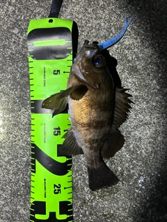 メバルの釣果