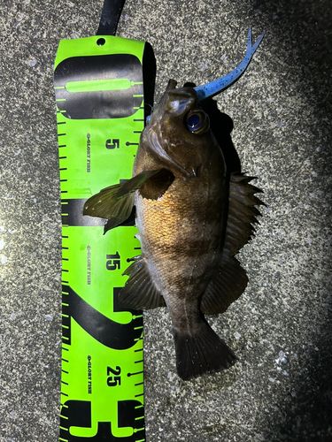 メバルの釣果