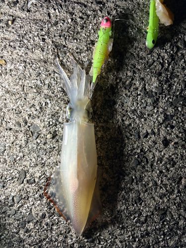 ケンサキイカの釣果