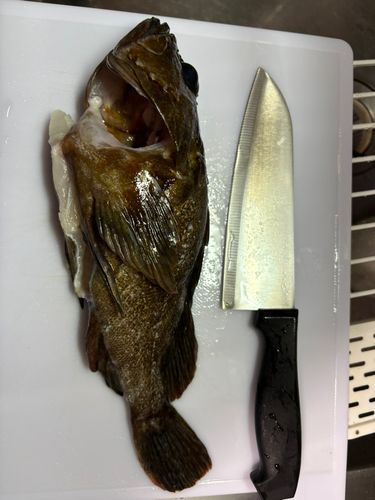 ガシラの釣果