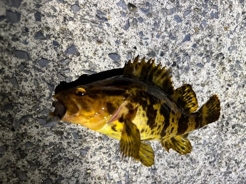 タケノコメバルの釣果