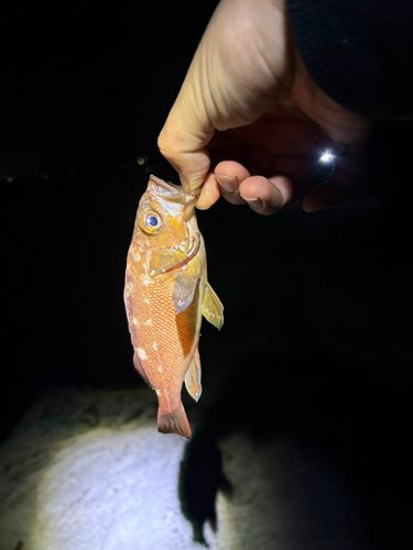 ガヤの釣果