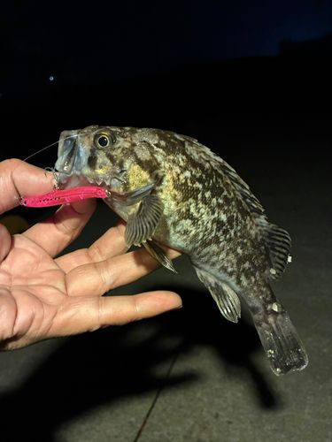 クロソイの釣果