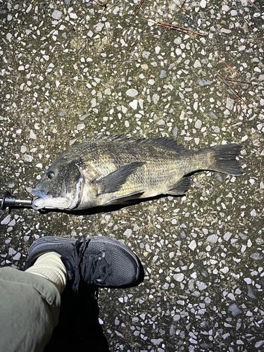 チヌの釣果