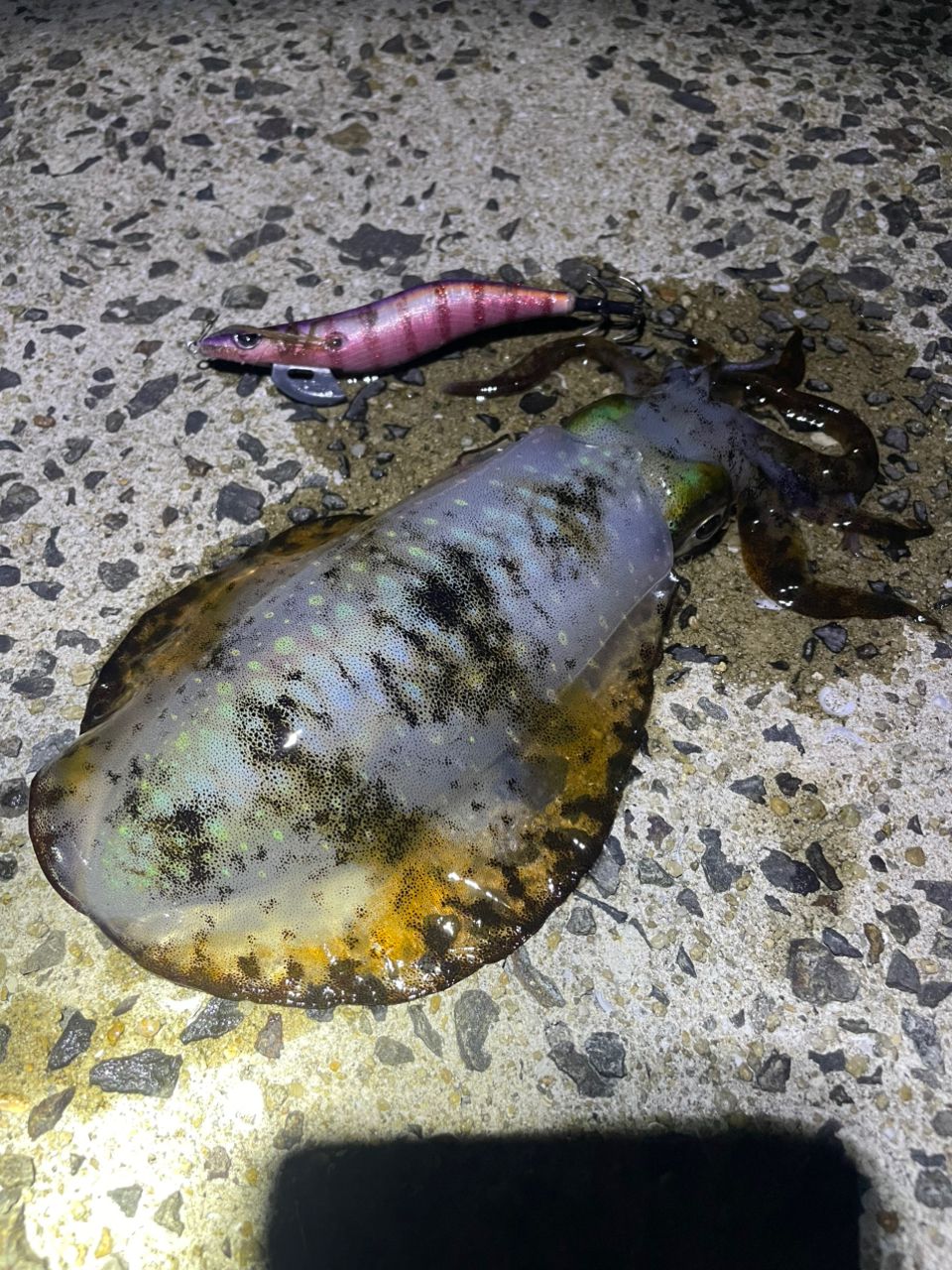 アオリイカの釣果写真