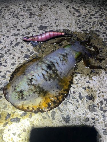 アオリイカの釣果