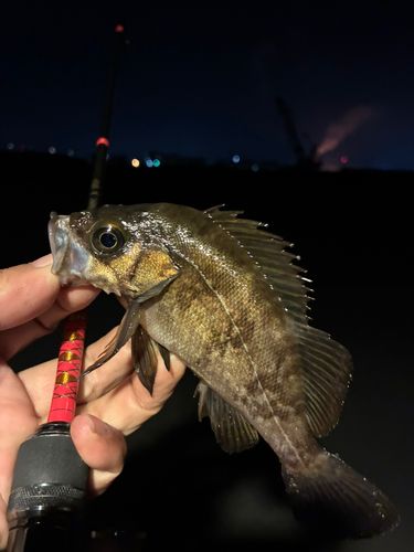 メバルの釣果