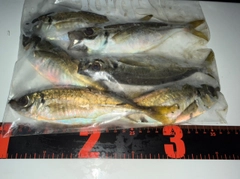 アジの釣果