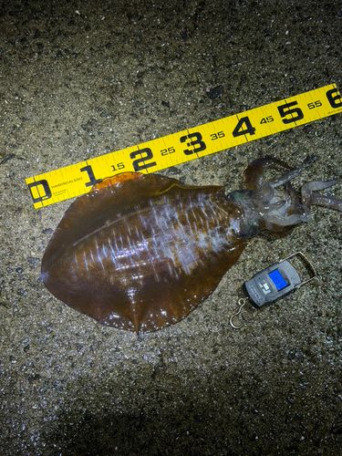 アオリイカの釣果