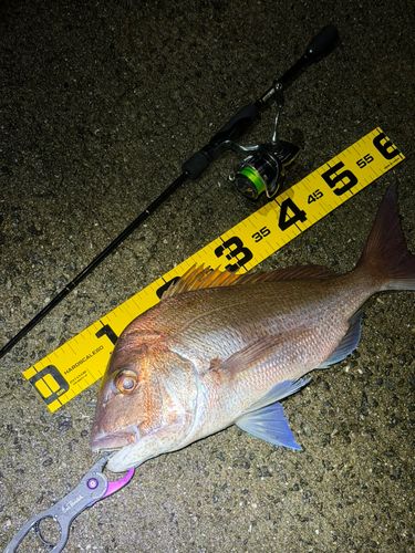 タイの釣果