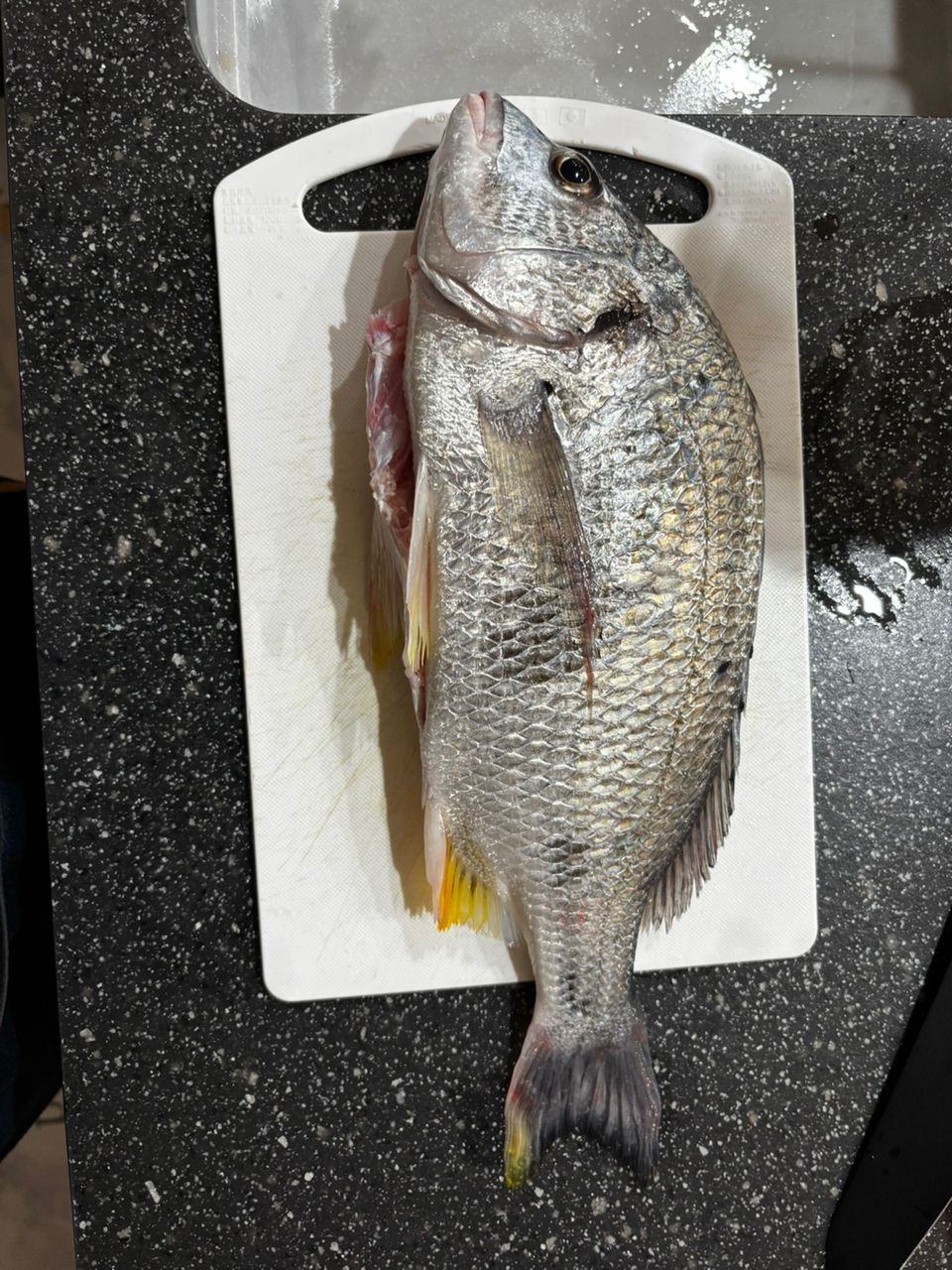 キビレの釣果写真