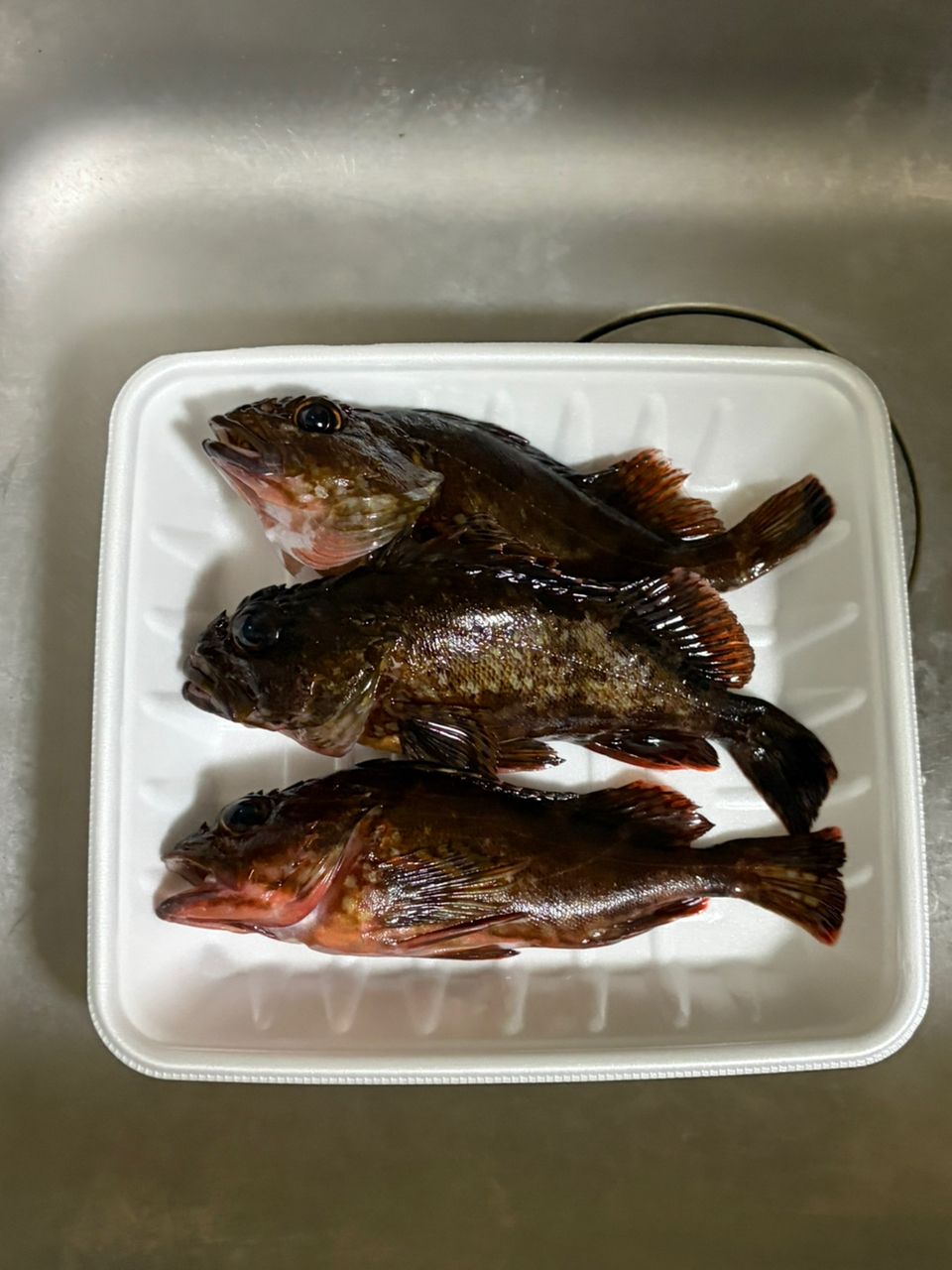 カサゴの釣果写真