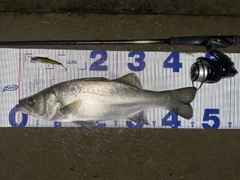 シーバスの釣果
