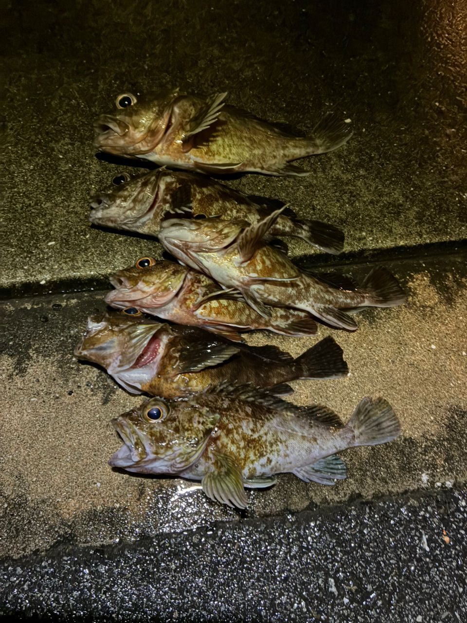 カサゴの釣果写真
