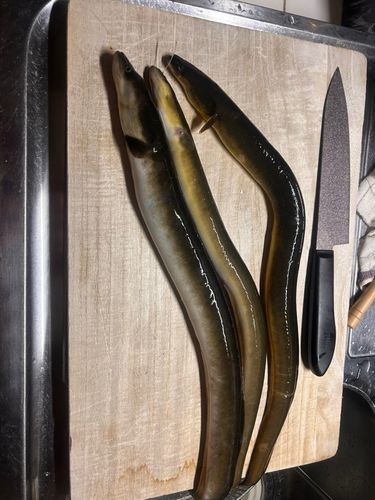 ウナギの釣果