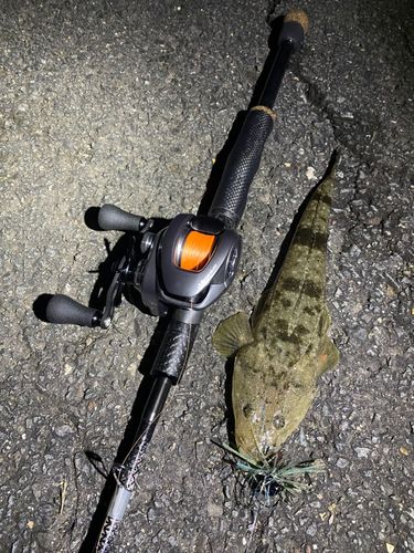 マゴチの釣果