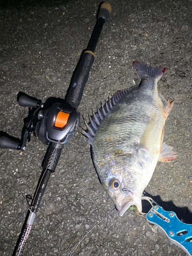 キビレの釣果