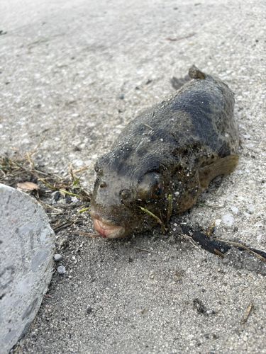 コウイカの釣果