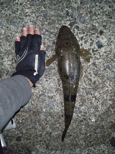 マゴチの釣果
