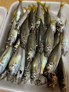アジの釣果