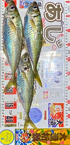 マアジの釣果