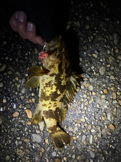 タケノコメバルの釣果