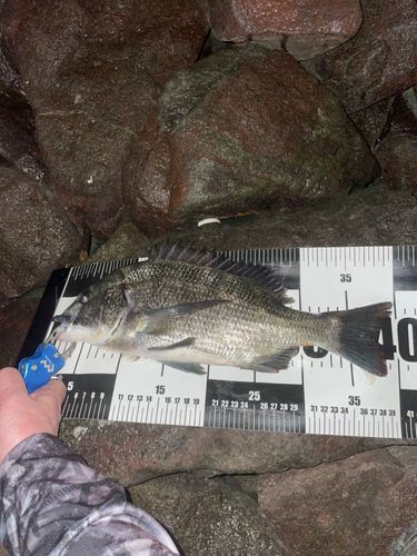 チヌの釣果