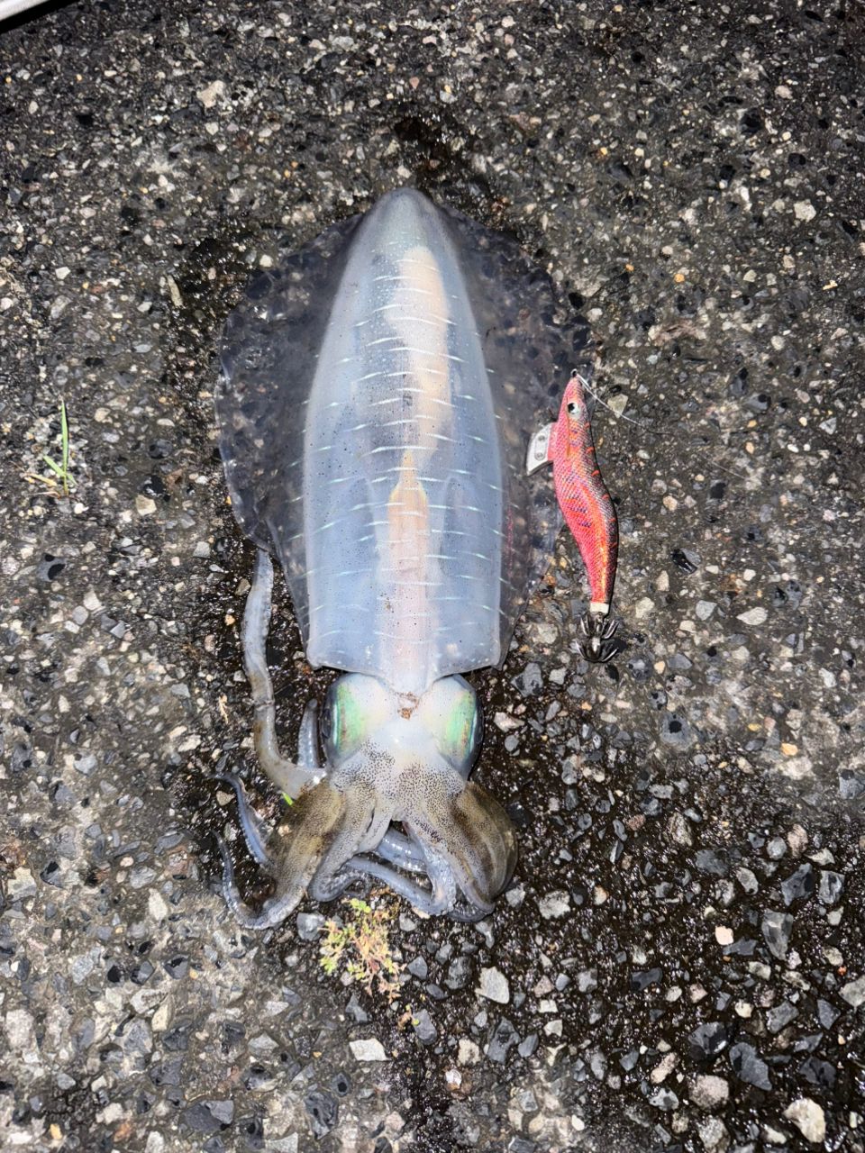 アオリイカの釣果写真