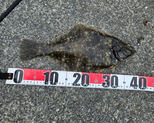 マコガレイの釣果