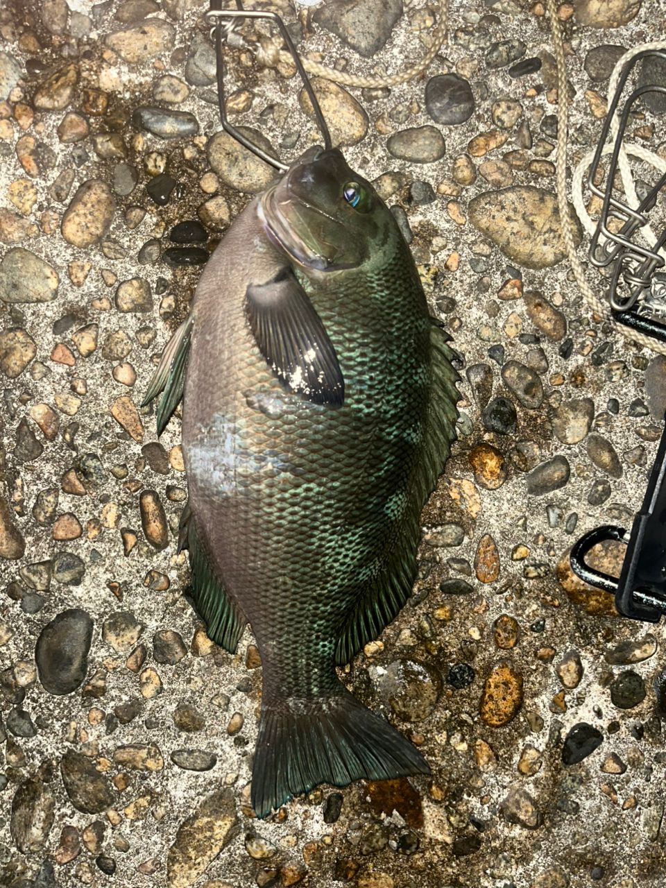 DAIWA 21シーバスハンター X 90L・Rの最安値・インプレ・釣果 | 本音の