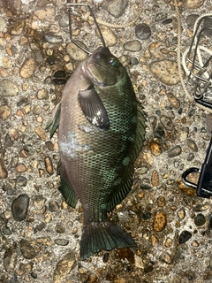 グレの釣果