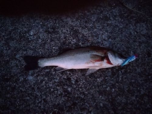 セイゴ（マルスズキ）の釣果