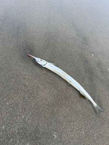 サヨリの釣果