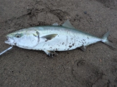 ワラサの釣果