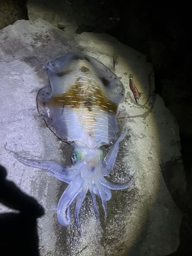 アオリイカの釣果