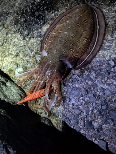 モンゴウイカの釣果