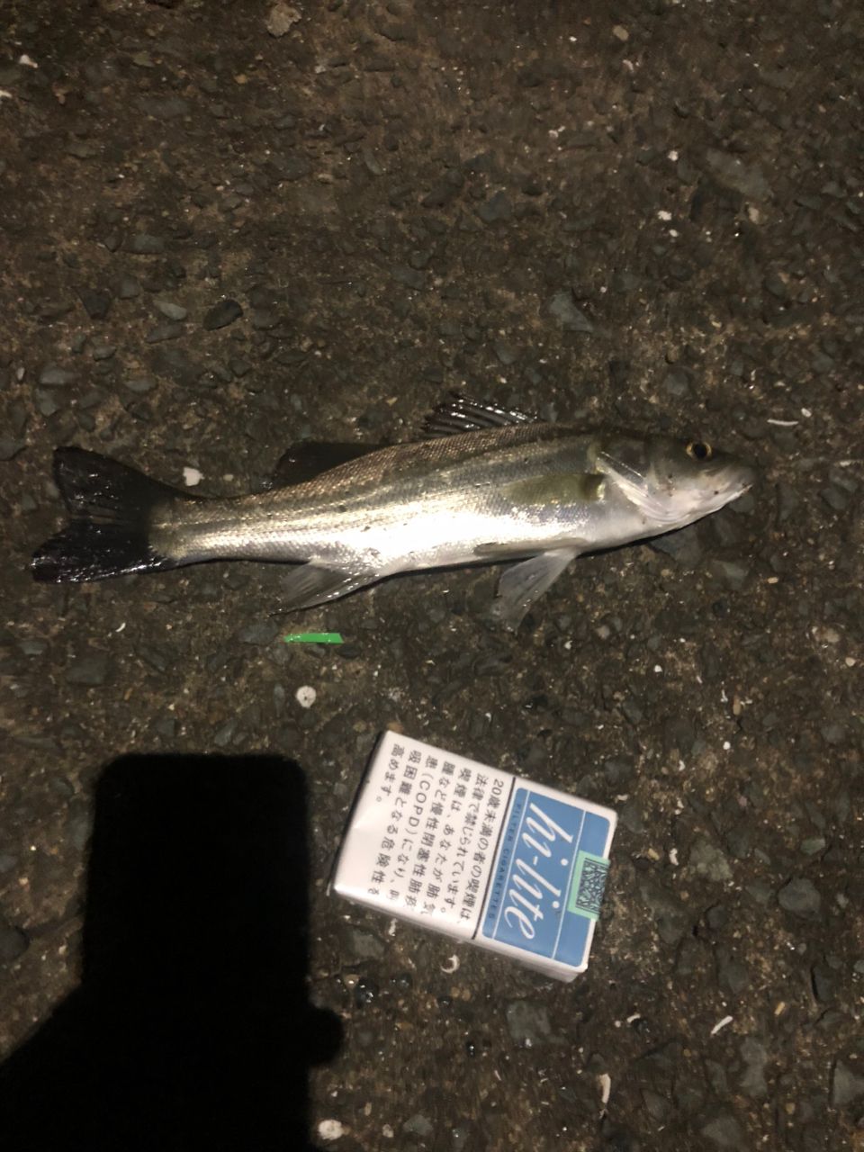 シーバスの釣果写真