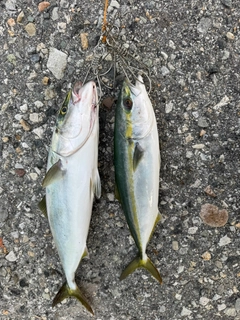 イナダの釣果