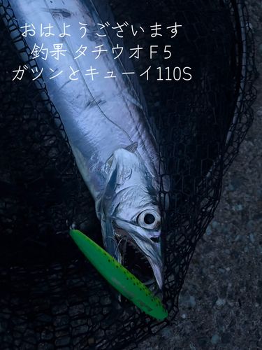 タチウオの釣果