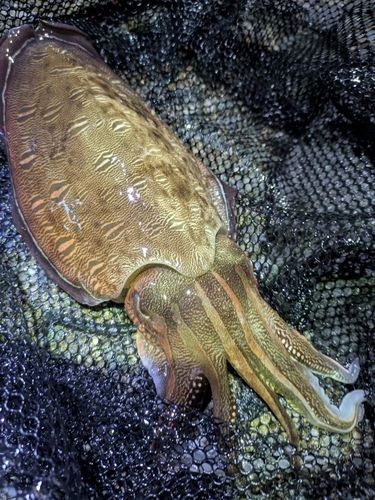 モンゴウイカの釣果