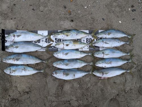 イナダの釣果