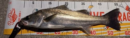マルスズキの釣果